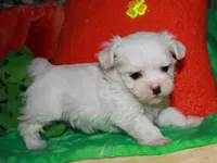 KiKi, a female Maltese for sale in Billings, MO – Photo 5 of 9