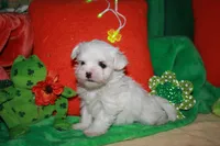 KiKi, a female Maltese for sale in Billings, MO – Photo 9 of 9