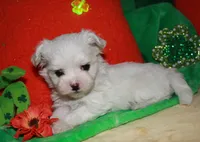 KiKi, a female Maltese for sale in Billings, MO – Photo 7 of 9