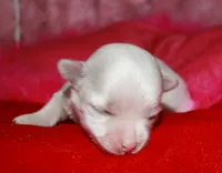 KiKi, a female Maltese for sale in Billings, MO – Photo 1 of 7