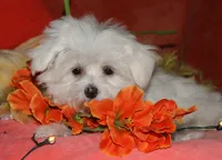 Chester, a male Maltese for sale in Billings, MO – 6 of 9