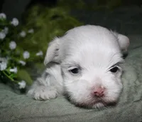 Conrad, a male Maltese for sale in Billings, MO – 2 of 7