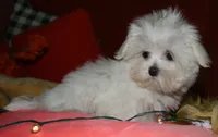 Conrad, a male Maltese for sale in Billings, MO – 2 of 9
