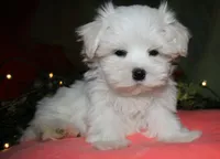Destiney, a female Maltese for sale in Billings, MO – 6 of 10