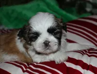 Buster, a male Shih Tzu for sale in Billings, MO – 7 of 9