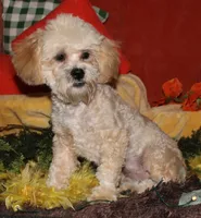 Luke, a male Shihpoo for sale in Billings, MO – 8 of 10