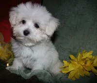 Stumpy, a male Maltese for sale in Billings, MO – 7 of 10