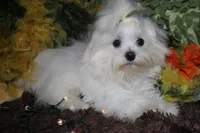 Conrad, a male Maltese for sale in Billings, MO – 7 of 9