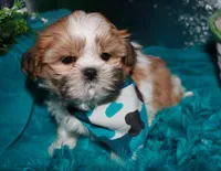 MoJo, a male Shih Tzu for sale in Billings, MO – 8 of 9