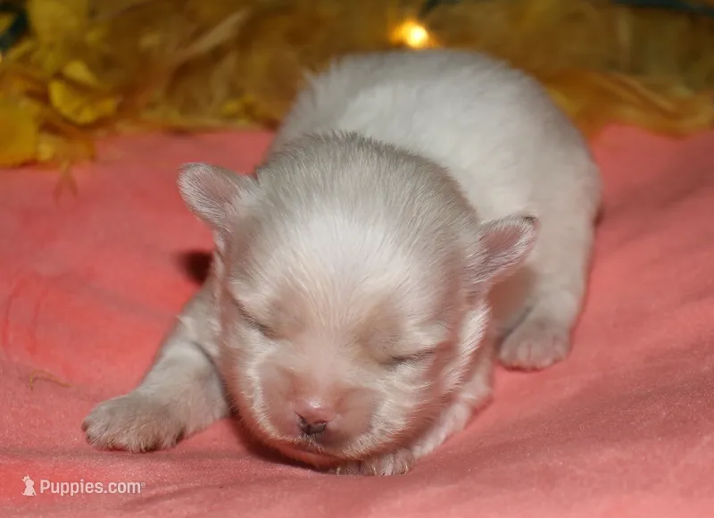 Quincy  – Maltese puppy for sale in Billings, MO