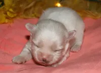 Quincy , a male Maltese for sale in Billings, MO – 1 of 9