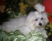Chester, a male Maltese for sale in Billings, MO – 6 of 9