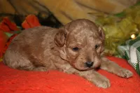 Goldie, a female Maltipoo for sale in Billings, MO – 5 of 10