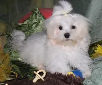 Fred, a male Maltese for sale in Billings, MO – 8 of 8
