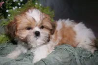MoJo, a male Shih Tzu for sale in Billings, MO – 9 of 9