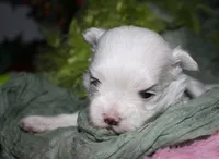 Bruiser, a male Maltese for sale in Billings, MO – 8 of 9
