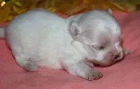 Piper, a male Maltese for sale in Billings, MO – 3 of 9