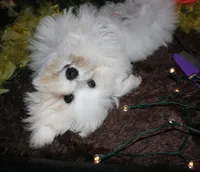 Bruiser, a male Maltese for sale in Billings, MO – 4 of 9