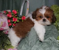 Jolene, a female Shih Tzu for sale in Billings, MO – 6 of 8