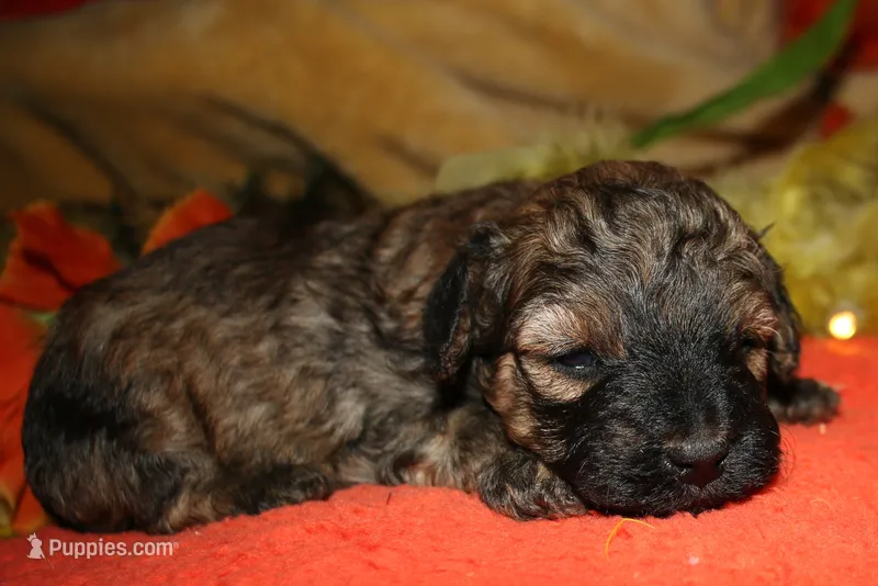 Theodore – Maltipoo puppy for sale in Billings, MO