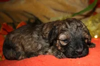 Theodore, a male Maltipoo for sale in Billings, MO – 1 of 9