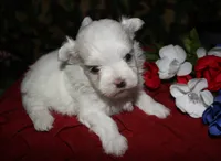 Casper , a male Maltese for sale in Billings, MO – 3 of 10