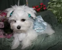 Farrah, a female Maltese for sale in Billings, MO – 9 of 9
