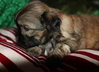 Dolly, a female Shih Tzu for sale in Billings, MO – 9 of 9