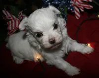 Mable, a male Maltese for sale in Billings, MO – 4 of 8