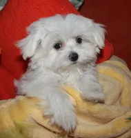 Chester, a male Maltese for sale in Billings, MO – 5 of 9
