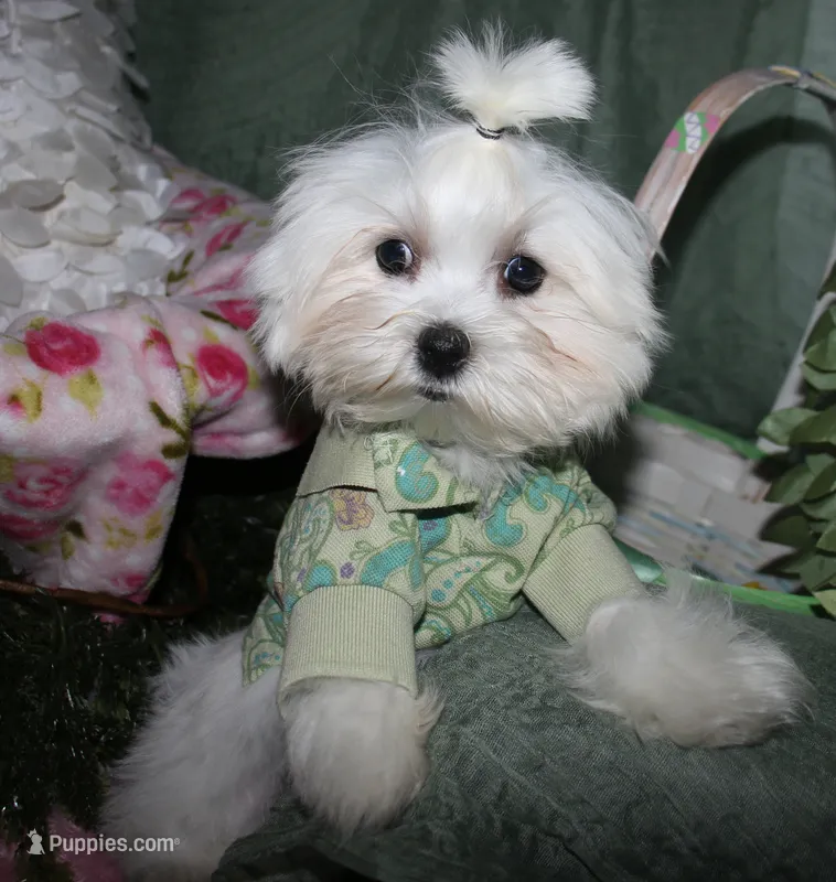 Archie – Maltese puppy for sale in Billings, MO