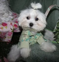 Archie, a male Maltese for sale in Billings, MO – 7 of 9