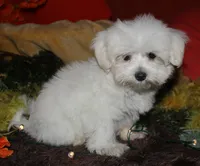 Stumpy, a male Maltese for sale in Billings, MO – 3 of 10