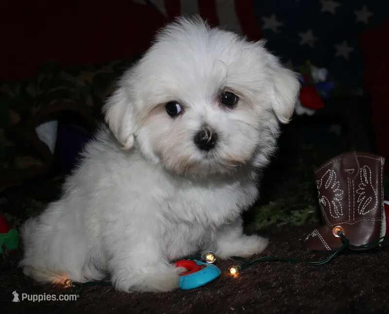 Stumpy – Maltese puppy for sale in Billings, MO