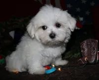Stumpy, a male Maltese for sale in Billings, MO – 1 of 7