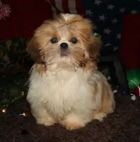 MoJo, a male Shih Tzu for sale in Billings, MO – 3 of 6