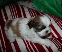 Cooper, a male Shih Tzu for sale in Billings, MO – 3 of 9