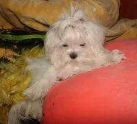 Maci, a female Maltese for sale in Billings, MO – 10 of 10