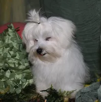 Bruiser, a male Maltese for sale in Billings, MO – 7 of 9