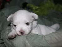 Stumpy, a male Maltese for sale in Billings, MO – 7 of 10