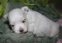 Chester, a male Maltese for sale in Billings, MO – 5 of 8