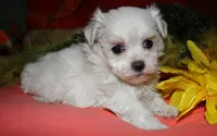 Casper , a male Maltese for sale in Billings, MO – 5 of 9