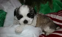 Charlie, a male Shih Tzu for sale in Billings, MO – 1 of 9
