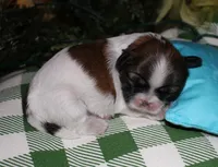 Bear, a male Shih Tzu for sale in Billings, MO – 5 of 9