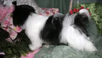 Weston, a male Shihpoo for sale in Billings, MO – 5 of 6