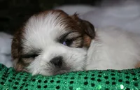 Ollie, a male Shih Tzu for sale in Billings, MO – 8 of 9