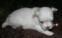 Casper , a male Maltese for sale in Billings, MO – 2 of 10