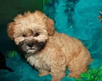 Luke, a male Shihpoo for sale in Billings, MO – 4 of 9