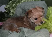 Moses , a male Morkie for sale in Billings, MO – 4 of 9