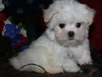 Noah, a male Maltese for sale in Billings, MO – 9 of 9